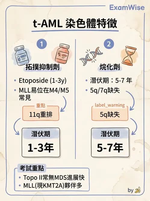 醫檢師 - 急性白血病 - AI 圖文解析預覽