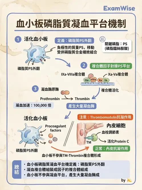 醫檢師 - 血小板與止血生理 - AI 圖文解析預覽