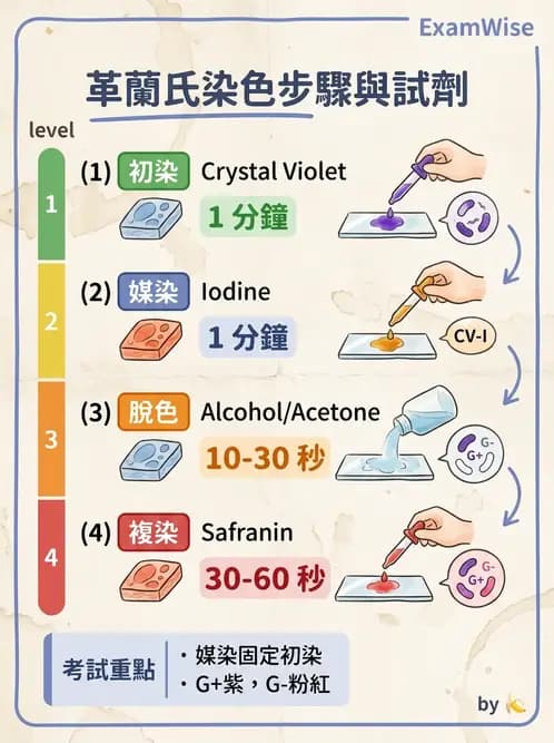 醫檢師 - 痰液一般鏡檢 - AI 圖文解析預覽
