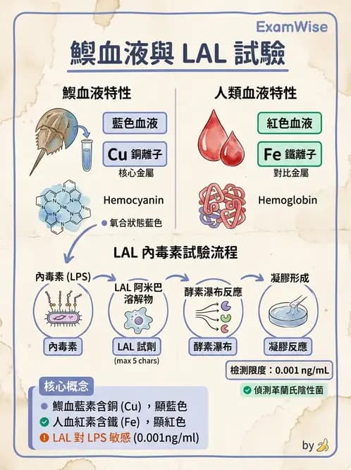 醫檢師 - 腦脊髓液檢查 - AI 圖文解析預覽