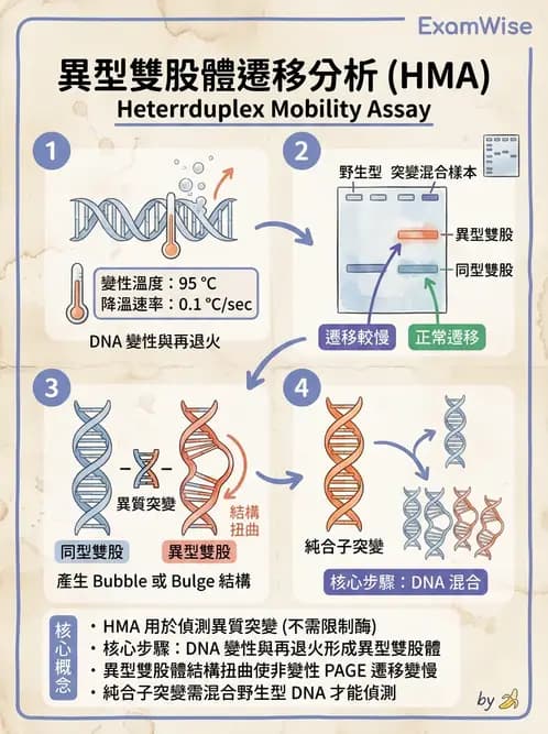 醫檢師 - 定序電泳與表觀分析 - AI 圖文解析預覽