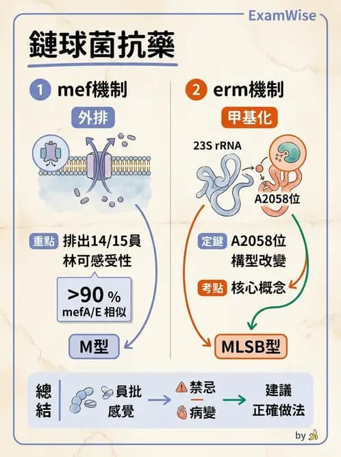醫檢師 - 感染症分子檢驗 - AI 圖文解析預覽