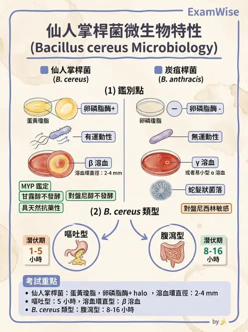 醫檢師 - 鏈球菌與其他革蘭氏陽性桿菌 - AI 圖文解析預覽