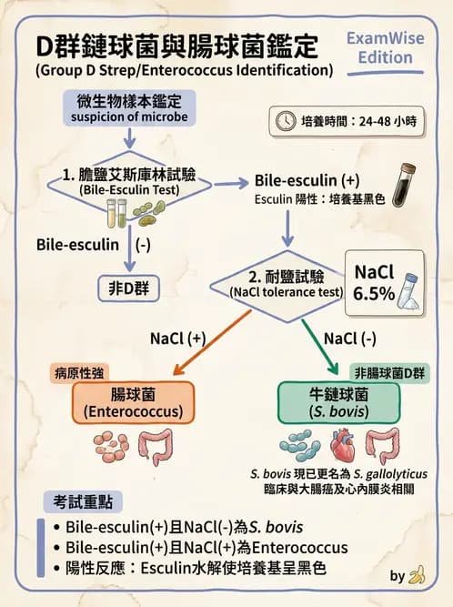 醫檢師 - 葡萄球菌與腸球菌 - AI 圖文解析預覽