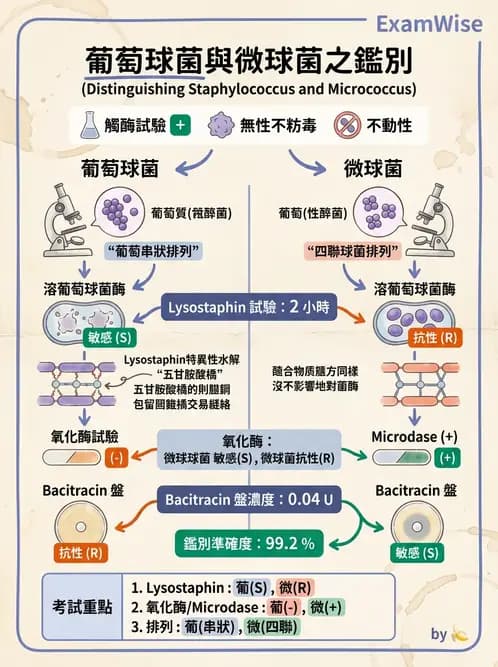 醫檢師 - 葡萄球菌與腸球菌 - AI 圖文解析預覽