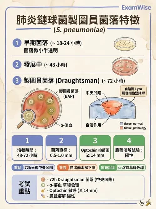 醫檢師 - 鏈球菌與其他革蘭氏陽性桿菌 - AI 圖文解析預覽