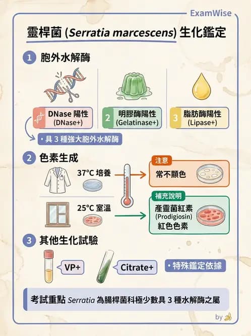 醫檢師 - 其他腸內菌科 - AI 圖文解析預覽