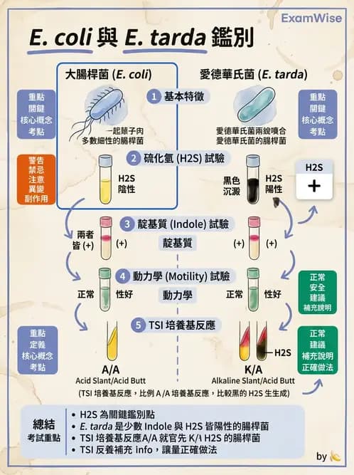 醫檢師 - 其他腸內菌科 - AI 圖文解析預覽