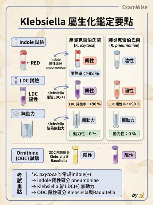 醫檢師 - 其他腸內菌科 - AI 圖文解析預覽