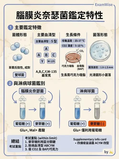醫檢師 - 奈瑟菌與挑剔性革蘭氏陰性菌 - AI 圖文解析預覽