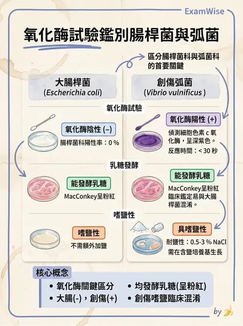 醫檢師 - 弧菌、氣單胞菌與彎曲菌 - AI 圖文解析預覽