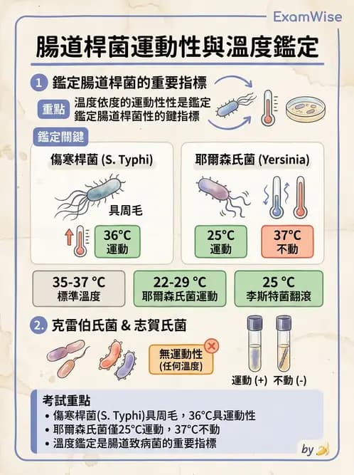 醫檢師 - 其他腸內菌科 - AI 圖文解析預覽