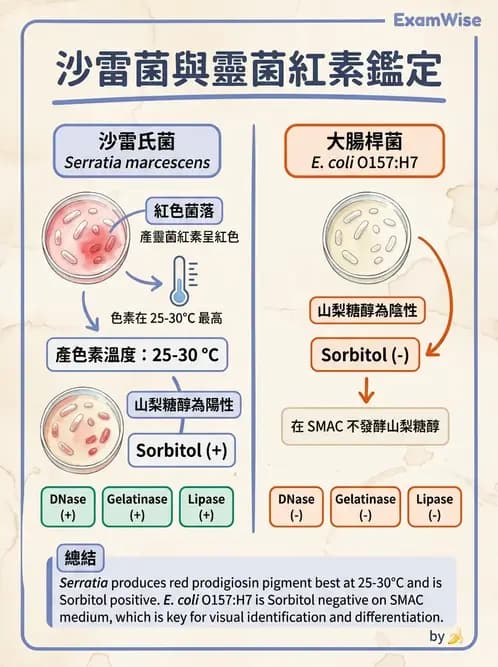 醫檢師 - 其他腸內菌科 - AI 圖文解析預覽