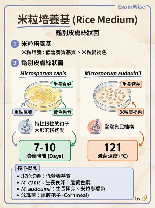 醫檢師 - 真菌診斷與治療 - AI 圖文解析預覽