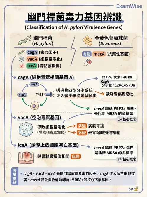 醫檢師 - 弧菌、氣單胞菌與彎曲菌 - AI 圖文解析預覽