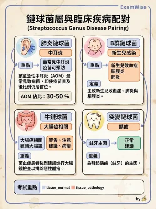 醫檢師 - 鏈球菌與其他革蘭氏陽性桿菌 - AI 圖文解析預覽