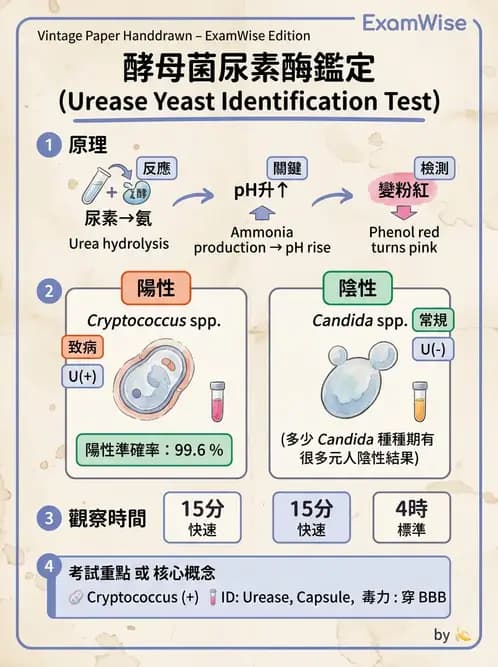 醫檢師 - 系統性與機會性真菌感染 - AI 圖文解析預覽