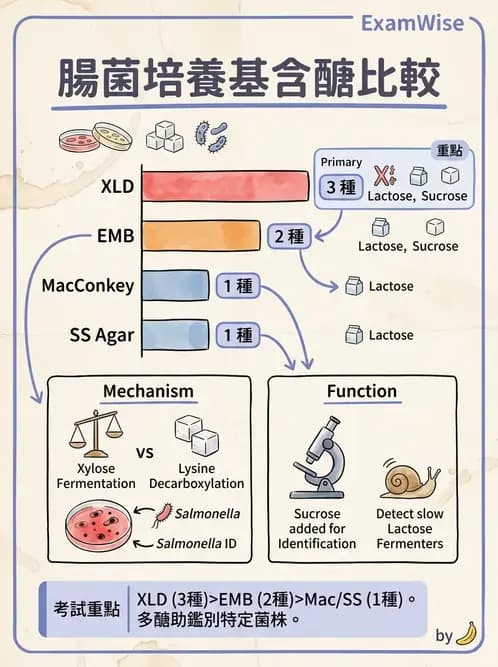 醫檢師 - 腸內菌鑑別方法與培養基 - AI 圖文解析預覽