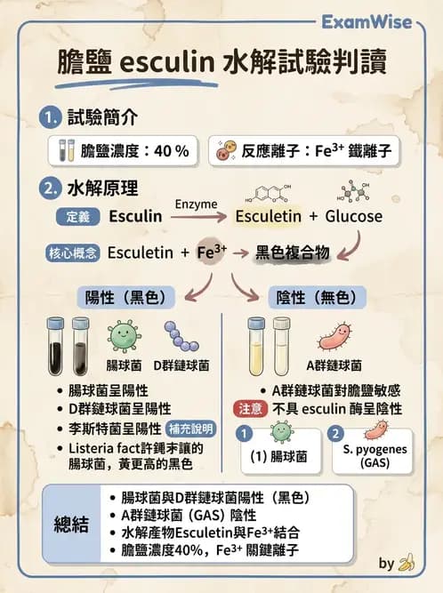 醫檢師 - 鏈球菌與其他革蘭氏陽性桿菌 - AI 圖文解析預覽