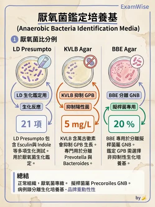 醫檢師 - 厭氧菌 - AI 圖文解析預覽