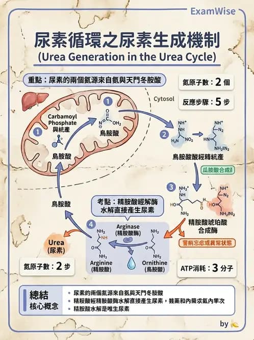 醫檢師 - 胺基酸代謝與先天性疾病 - AI 圖文解析預覽