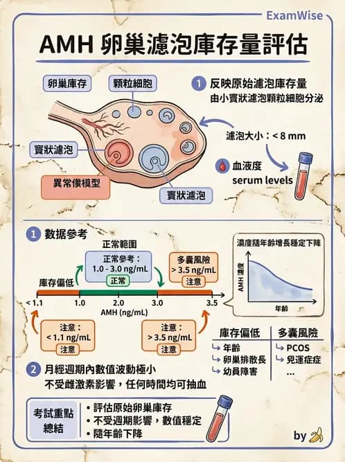 醫檢師 - 腎上腺與生殖內分泌 - AI 圖文解析預覽