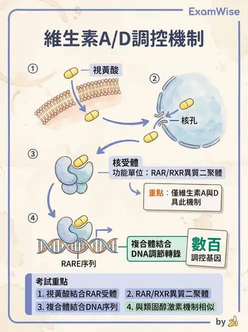 醫檢師 - 維生素 - AI 圖文解析預覽