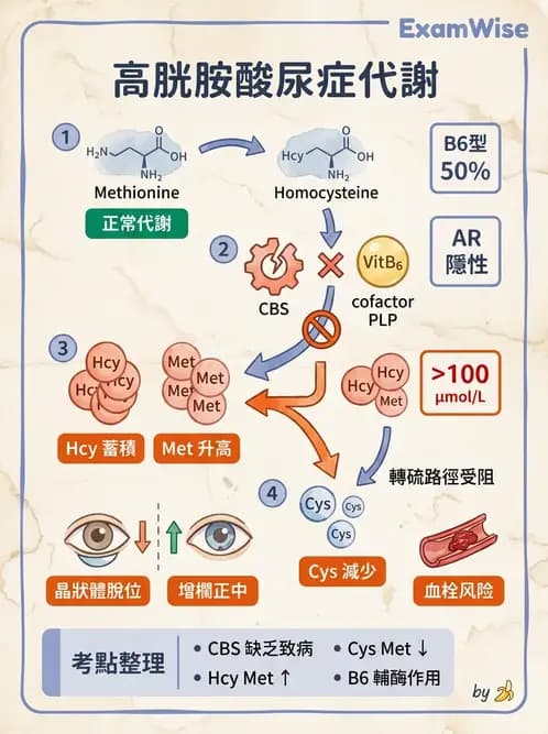 醫檢師 - 胺基酸代謝與先天性疾病 - AI 圖文解析預覽