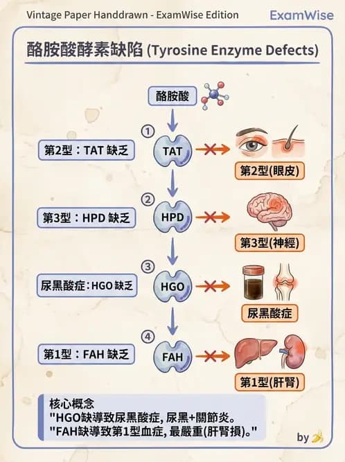 醫檢師 - 胺基酸代謝與先天性疾病 - AI 圖文解析預覽