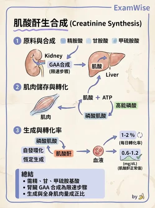 醫檢師 - 腎臟機能與代謝評估 - AI 圖文解析預覽