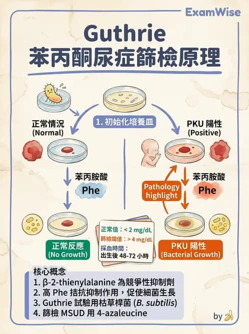 醫檢師 - 胺基酸代謝與先天性疾病 - AI 圖文解析預覽