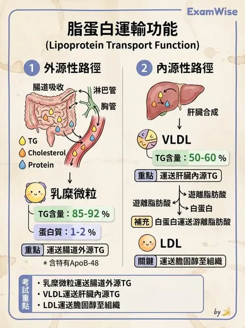 醫檢師 - 脂蛋白分類與臨床應用 - AI 圖文解析預覽