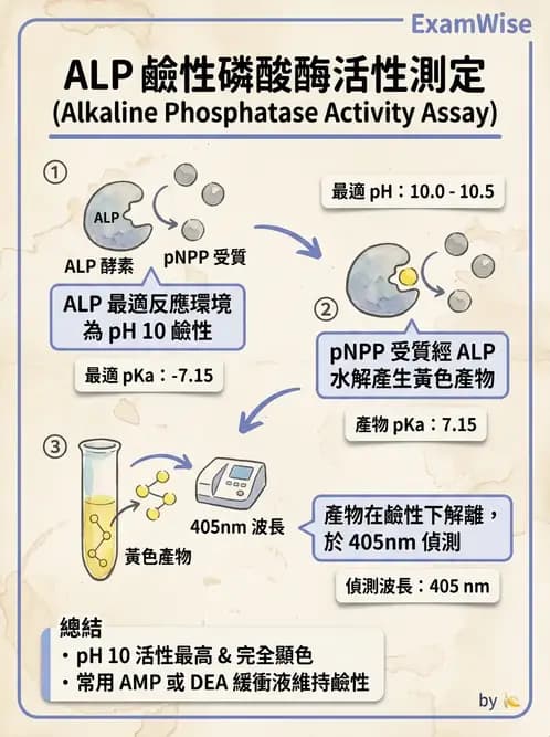 醫檢師 - 肝臟機能與胰臟酵素 - AI 圖文解析預覽