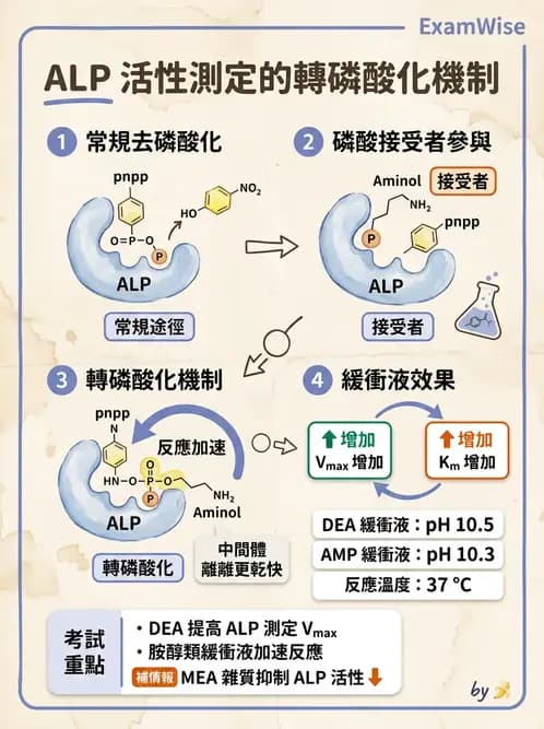 醫檢師 - 肝臟機能與胰臟酵素 - AI 圖文解析預覽