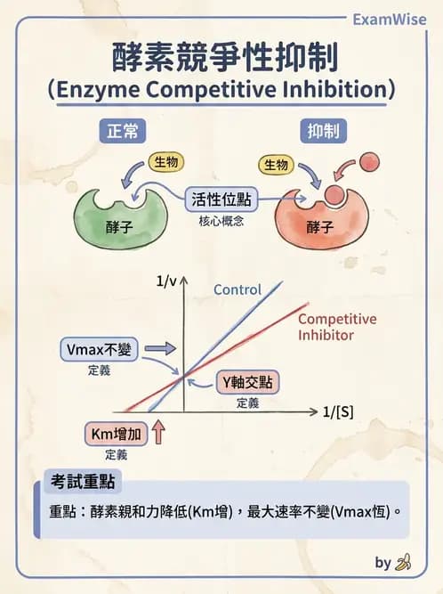 醫檢師 - 臨床酵素學基礎 - AI 圖文解析預覽