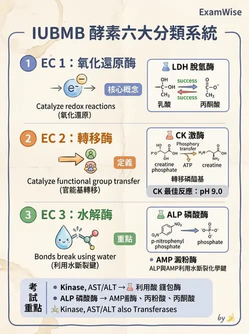醫檢師 - 臨床酵素學基礎 - AI 圖文解析預覽