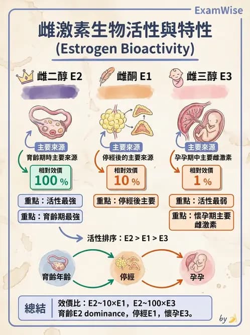 醫檢師 - 腎上腺與生殖內分泌 - AI 圖文解析預覽