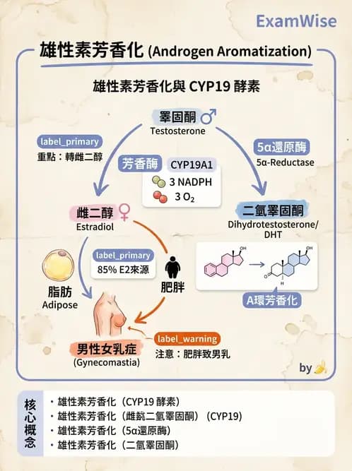 醫檢師 - 腎上腺與生殖內分泌 - AI 圖文解析預覽