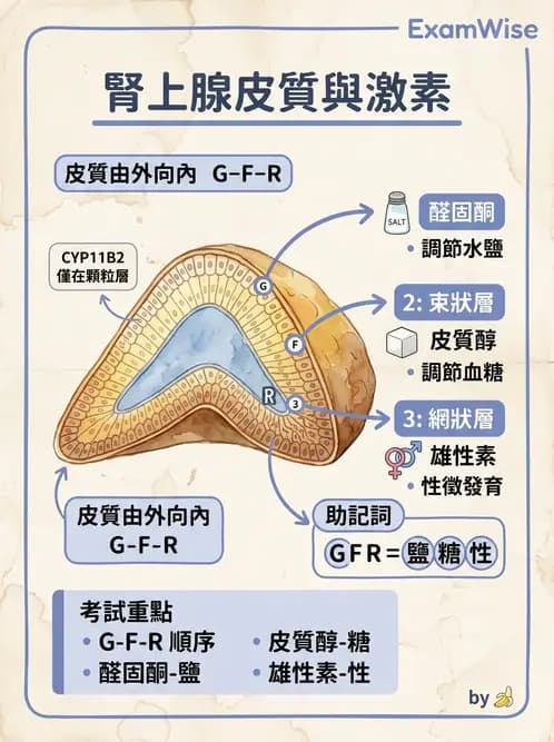 醫檢師 - 腎上腺與生殖內分泌 - AI 圖文解析預覽