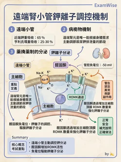 醫檢師 - 電解質與微量元素 - AI 圖文解析預覽