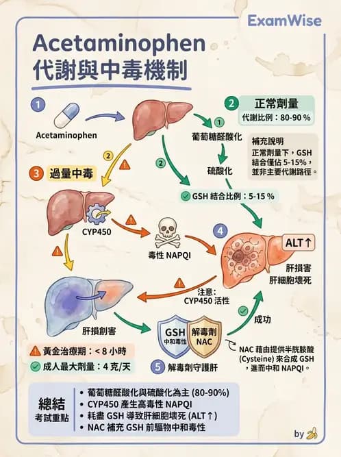 醫檢師 - 治療藥物監測與毒物學 - AI 圖文解析預覽