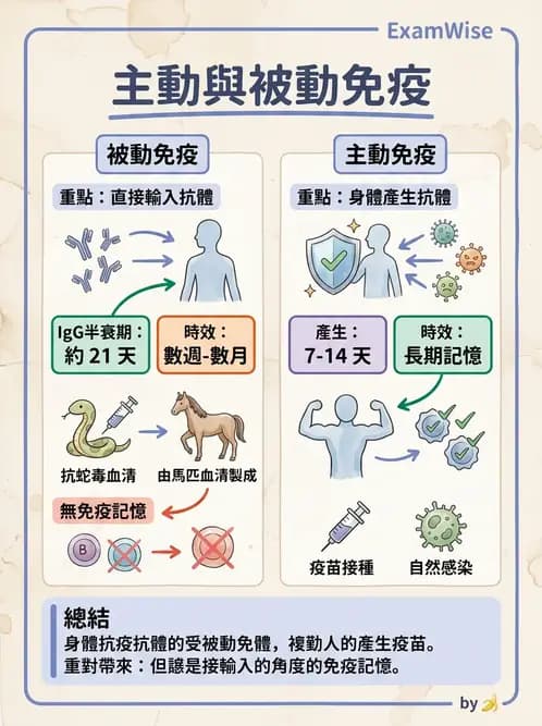 醫檢師 - B細胞發育與抗體生成 - AI 圖文解析預覽