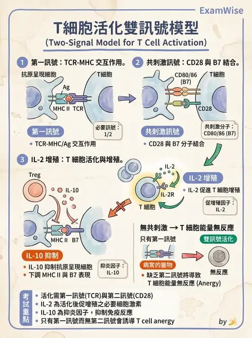 醫檢師 - T細胞發育與功能 - AI 圖文解析預覽