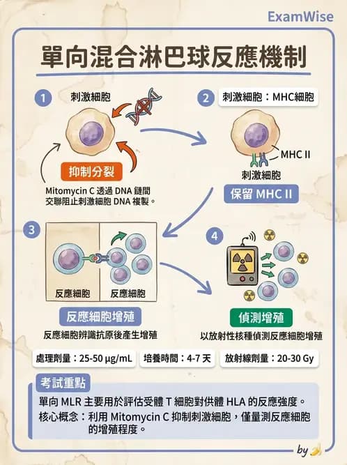 醫檢師 - 組織型與移植免疫學 - AI 圖文解析預覽