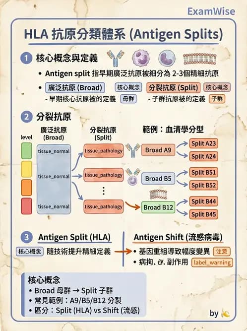 醫檢師 - 組織型與移植免疫學 - AI 圖文解析預覽