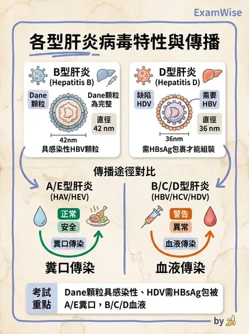 醫檢師 - 急性發炎蛋白與微生物感染血清學 - AI 圖文解析預覽