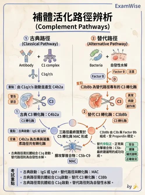醫檢師 - 先天免疫與補體系統 - AI 圖文解析預覽