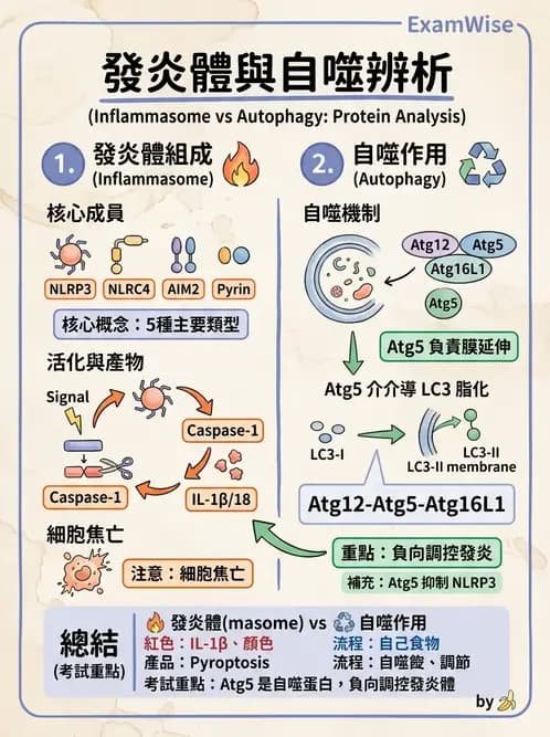 醫檢師 - 先天免疫與補體系統 - AI 圖文解析預覽