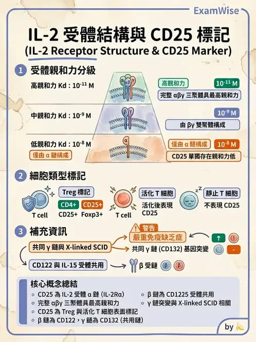 醫檢師 - T細胞發育與功能 - AI 圖文解析預覽