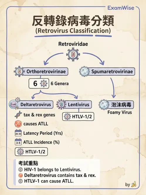 醫檢師 - 反轉錄病毒(HIV/HTLV) - AI 圖文解析預覽